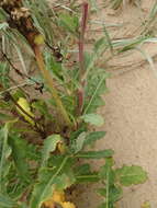 Image of Sonchus megalocarpus (Hook. fil.) J. Black