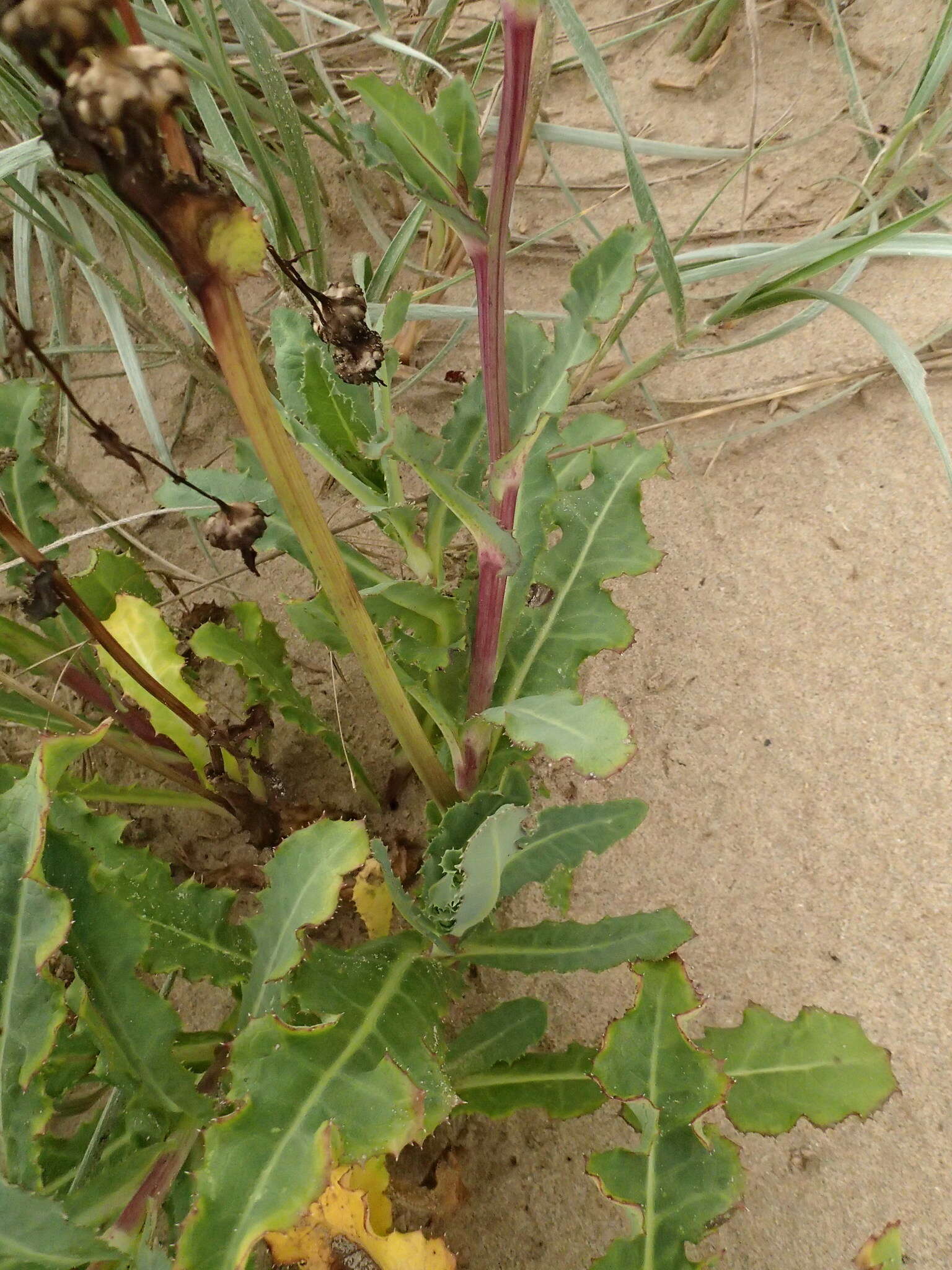 Image of Sonchus megalocarpus (Hook. fil.) J. Black