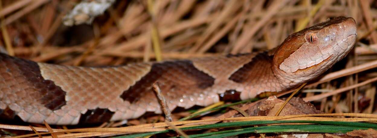 Image of Copperhead