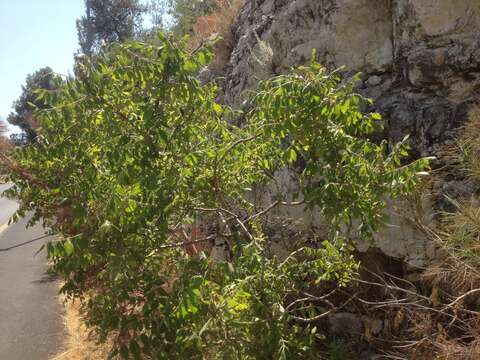 Image of Sicilian sumac