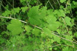 Image of spreading gooseberry