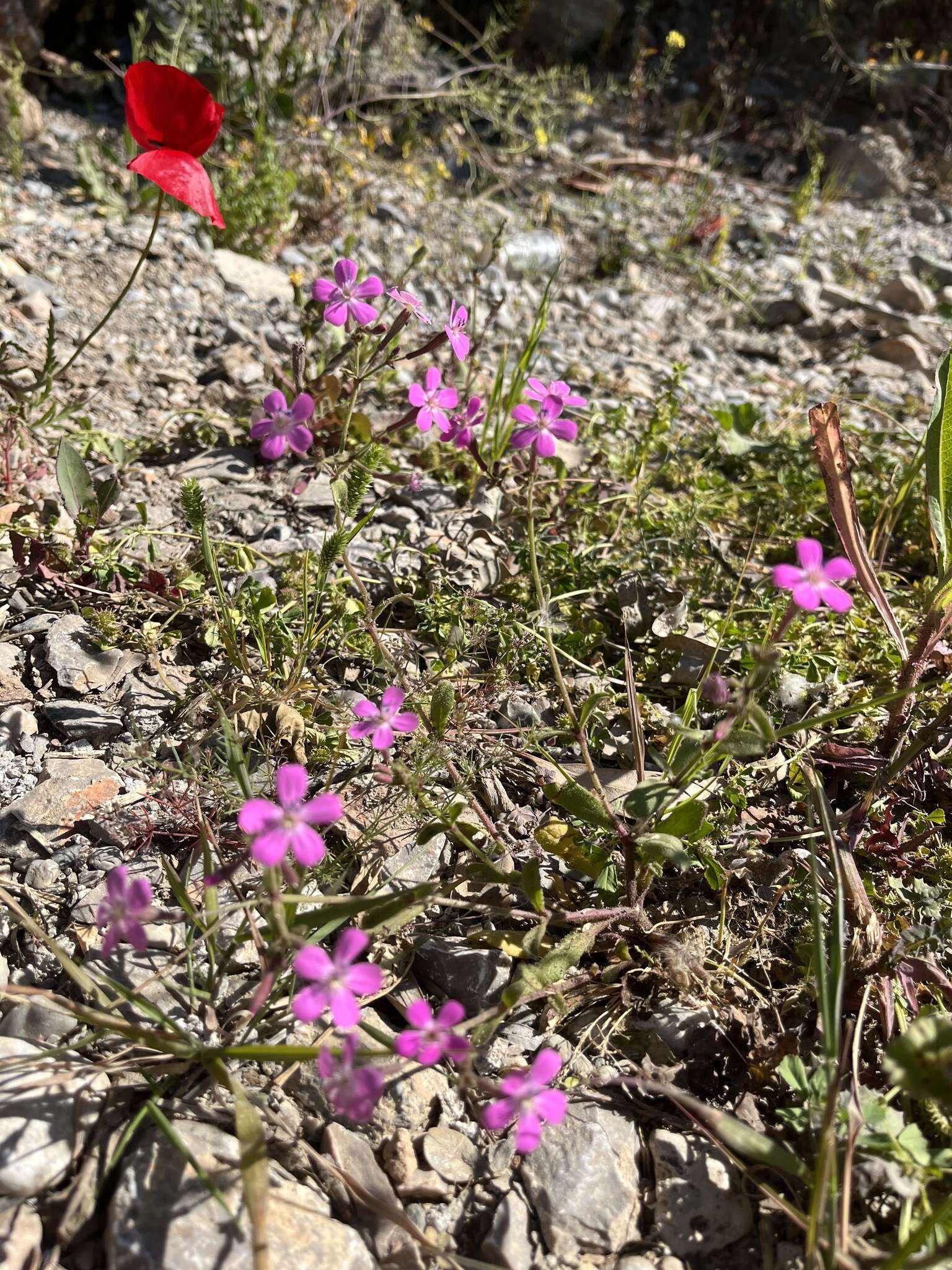 Image of Silene integripetala subsp. integripetala