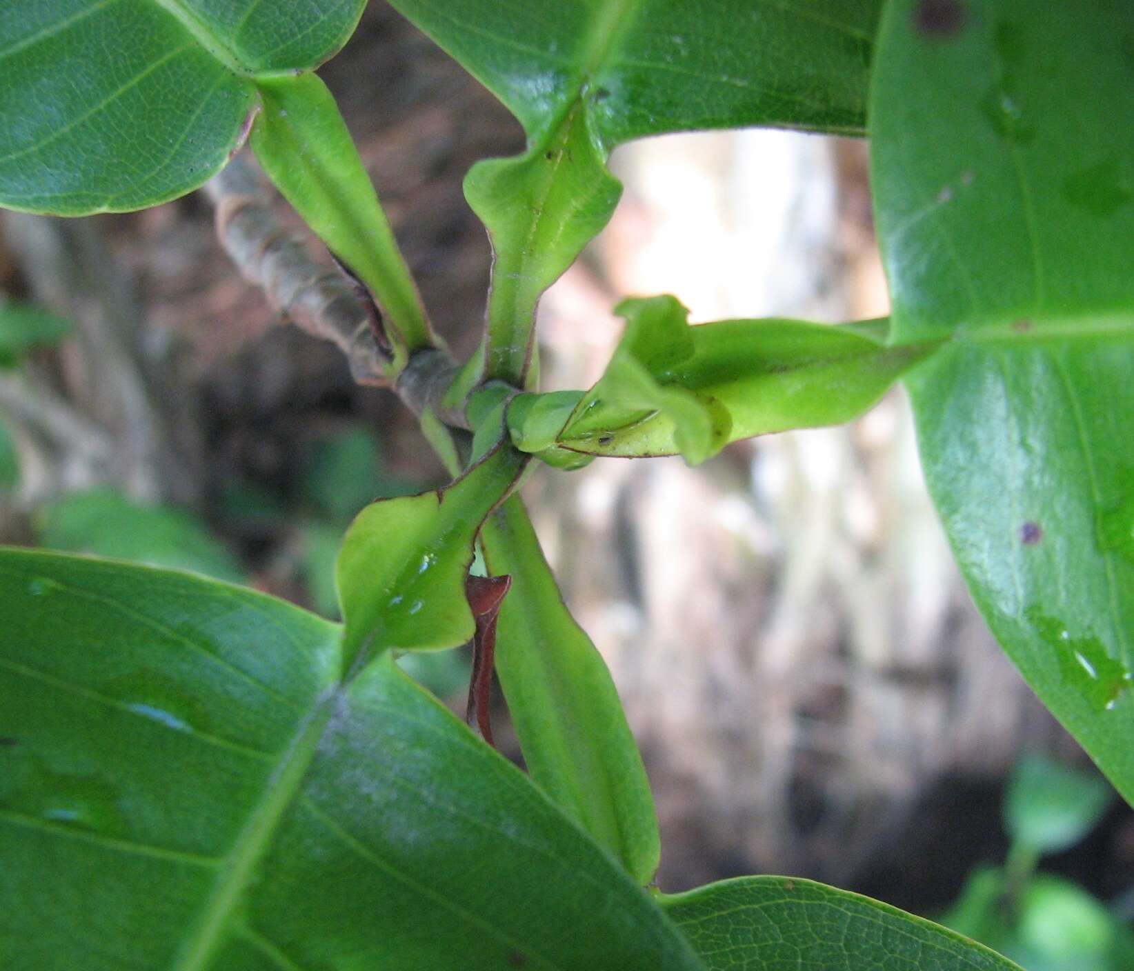 Image of Dillenia alata (R. Br. ex DC.) Martelli