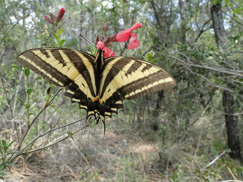 Sivun Papilio pilumnus Boisduval 1836 kuva