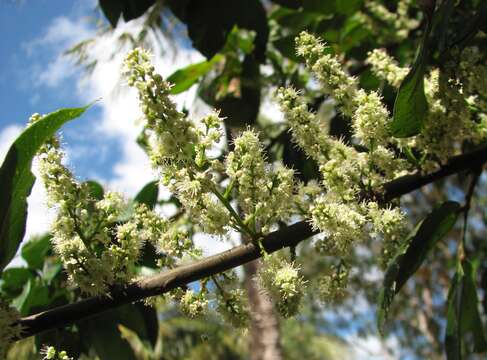 Image of Guioa acutifolia Radlk.