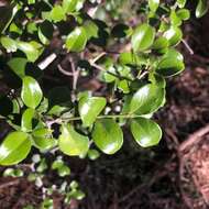 Image of Psydrax odorata subsp. buxifolia (Benth.) S. T. Reynolds