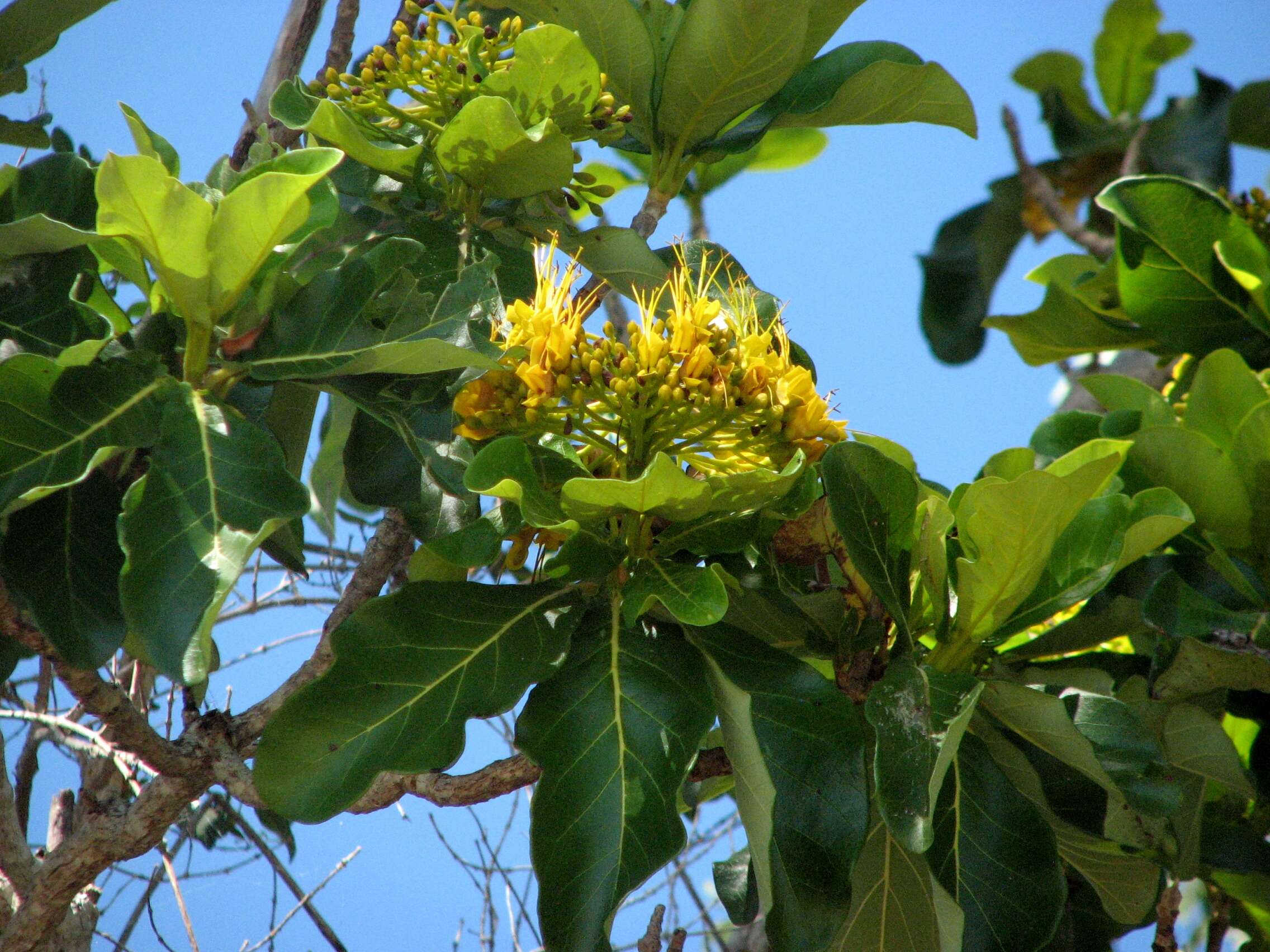 Image of Deplanchea tetraphylla (R. Br.) F. Muell. ex van Steenis