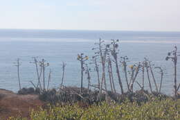 Image of coastal agave