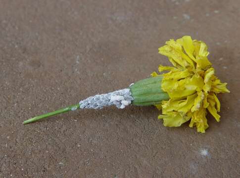 Image of Citrus mealybug