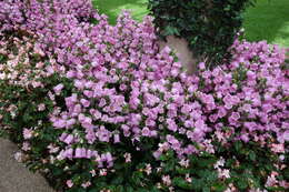 Image of Canterbury Bells