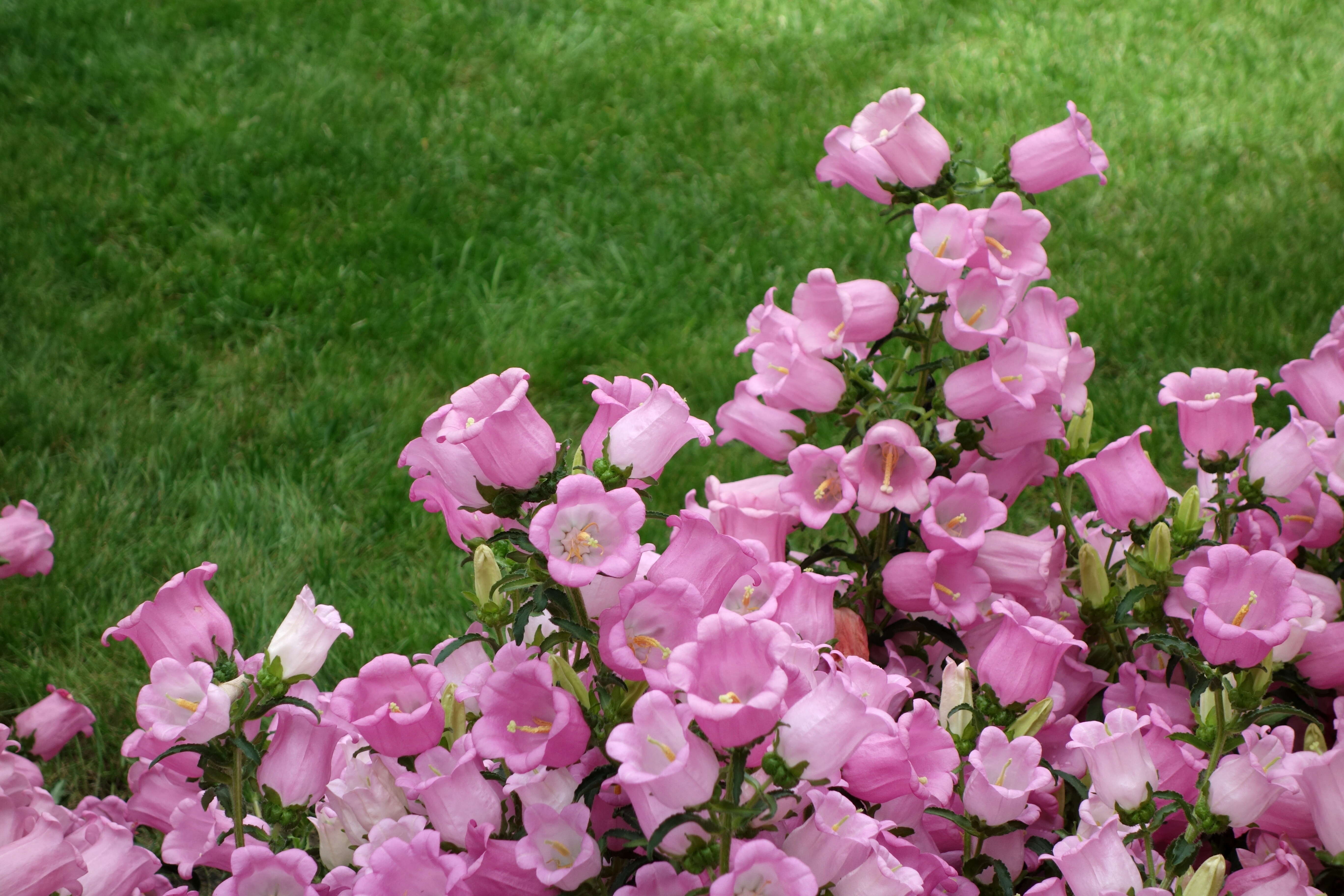 Image of Canterbury Bells