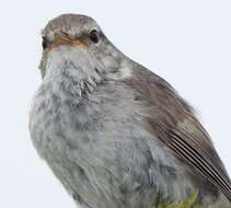 Image of Japanese Bush Warbler