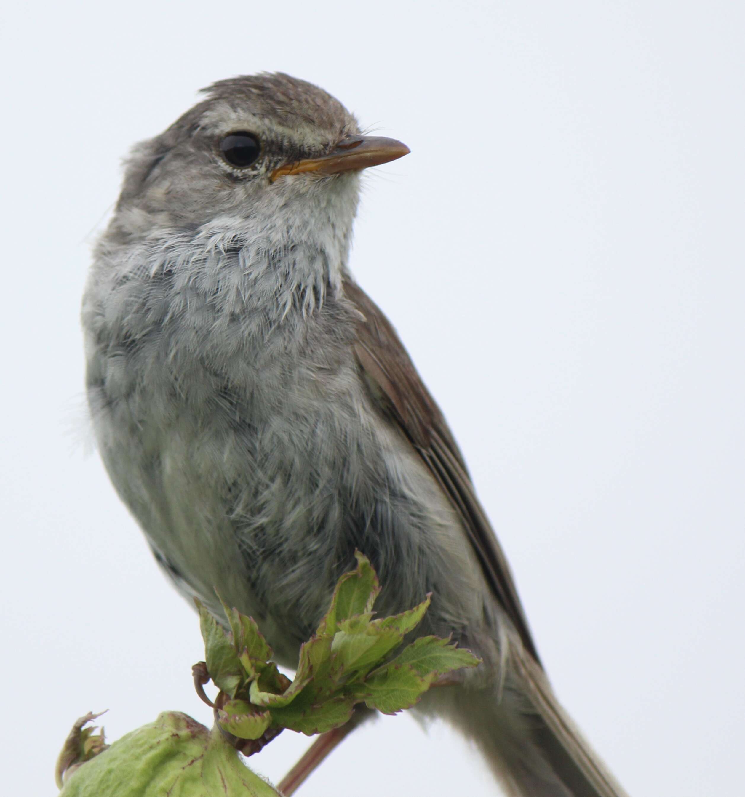 Image of Japanese Bush Warbler