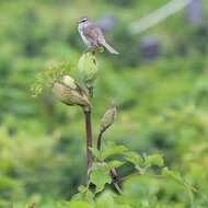 Image of Japanese Bush Warbler