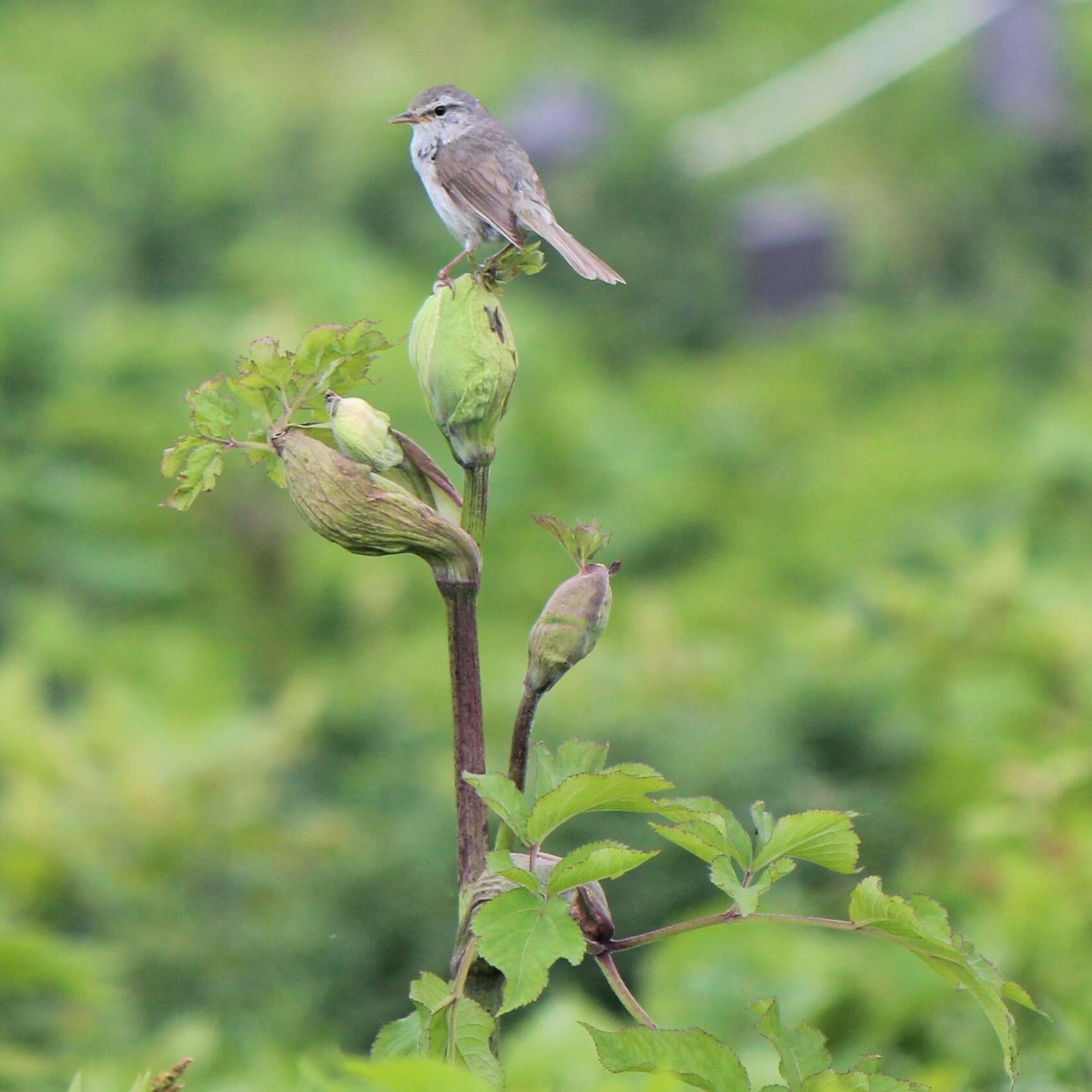 Image of Japanese Bush Warbler