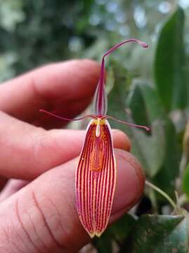 Plancia ëd Restrepia brachypus Rchb. fil.