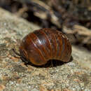 Image of Loboglomeris rugifera (Verhoeff 1906)