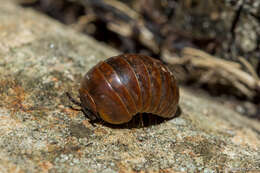 Imagem de Loboglomeris rugifera (Verhoeff 1906)