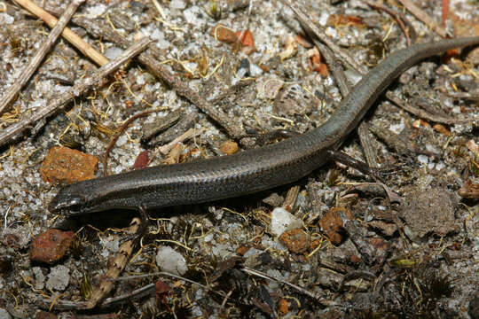 Image of Common Dwarf Skink