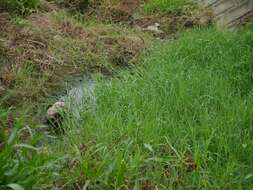 Image of Buffalo Quick Paspalum