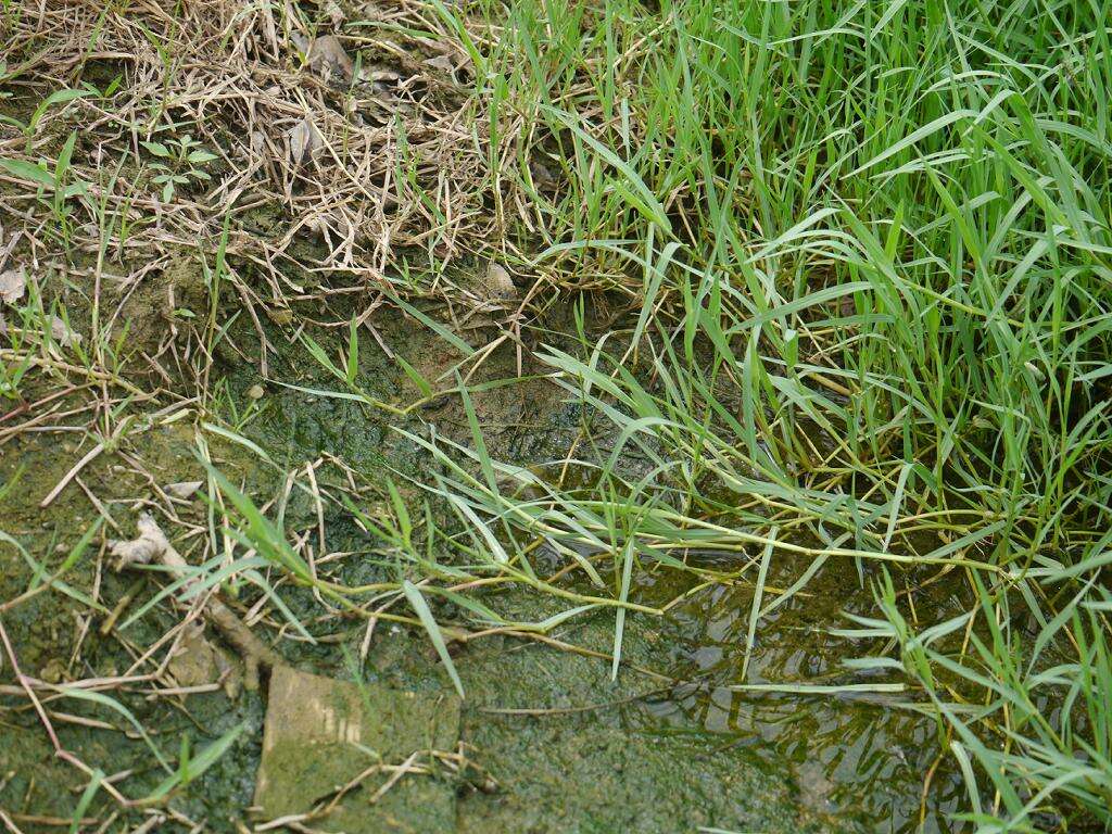 Image of Buffalo Quick Paspalum