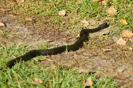 Imagem de Vipera berus nikolskii Vedmederya, Grubant & Rudayewa 1986