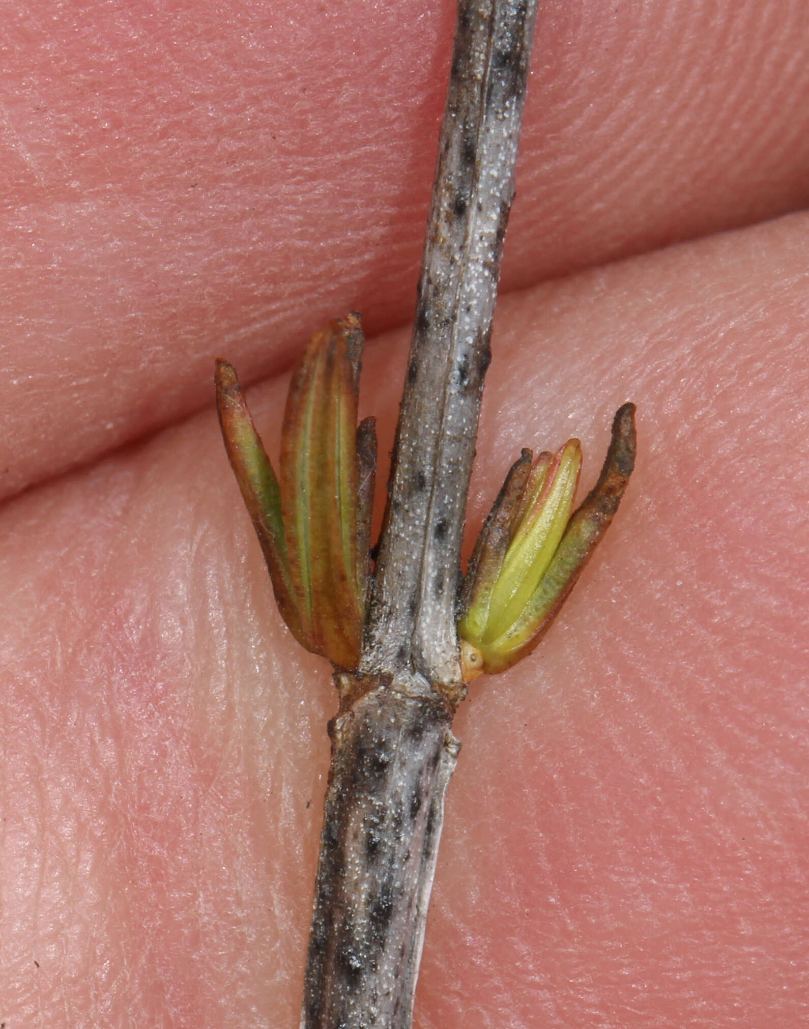 Image of shrubby St. Johnswort