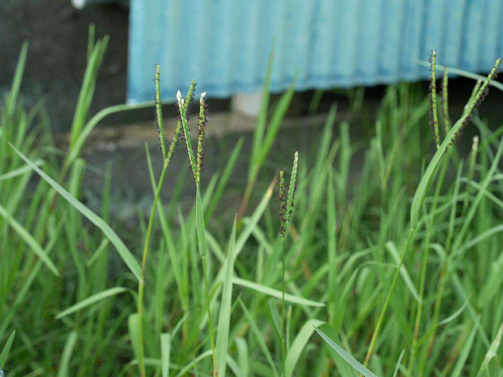 Image of Buffalo Quick Paspalum