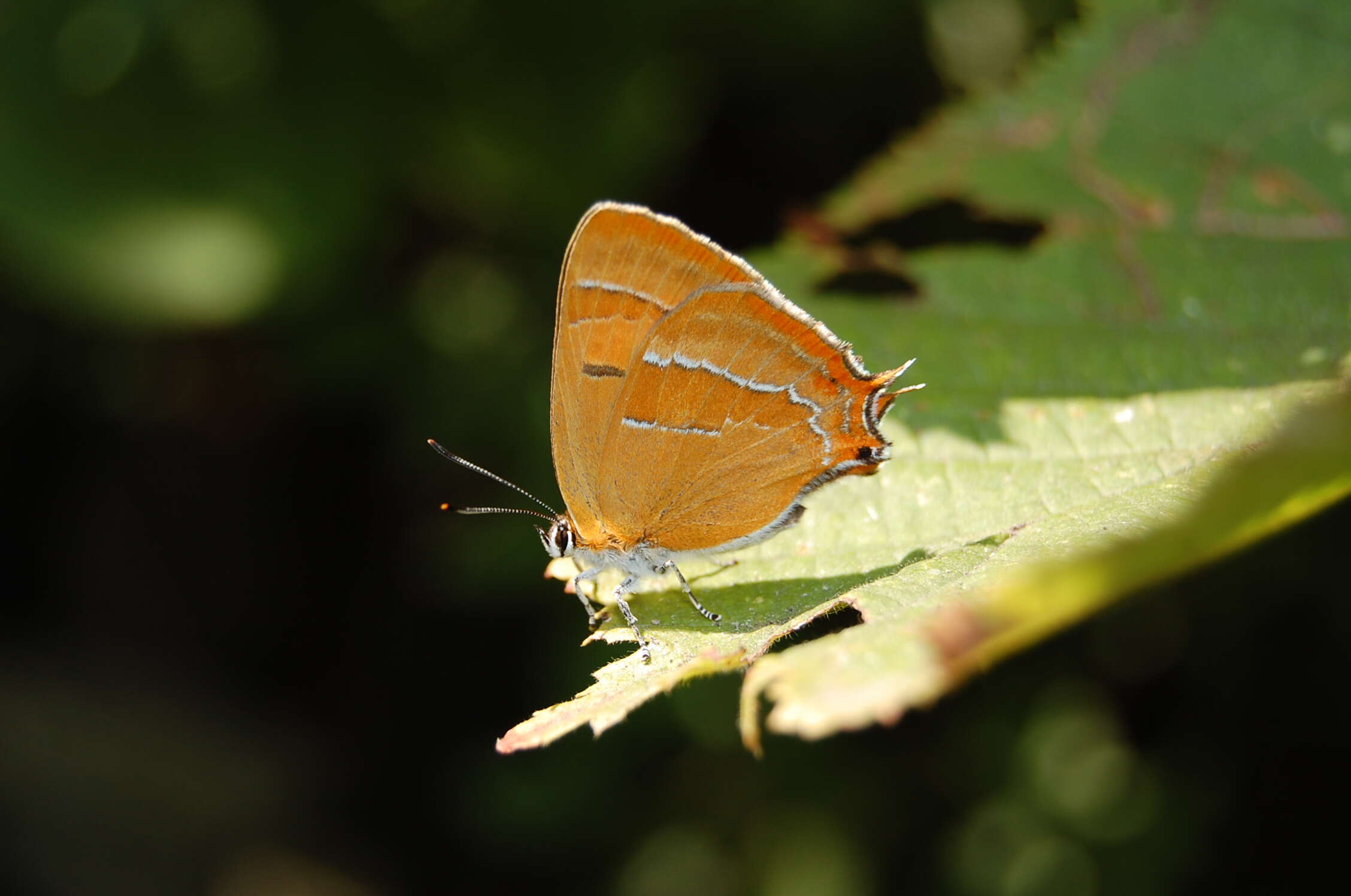 Image of Brown Hairstreak