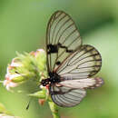 Image of Acraea rabbaiae perlucida Henning & Henning 1996