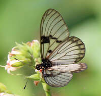 Image of Acraea rabbaiae perlucida Henning & Henning 1996