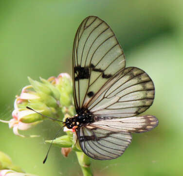 Image of Acraea rabbaiae perlucida Henning & Henning 1996