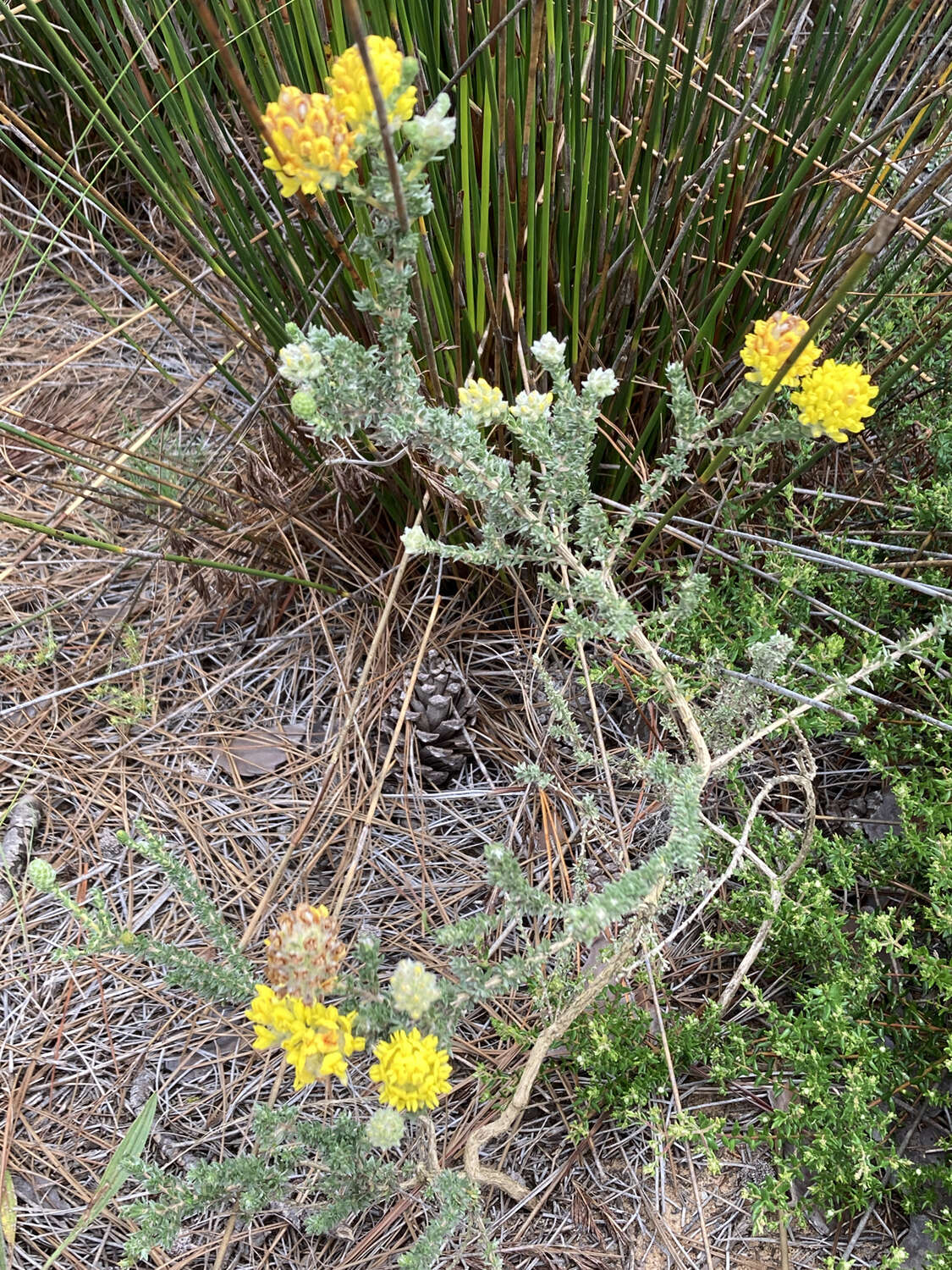 صورة Aspalathus quinquefolia subsp. virgata (Thunb.) R. Dahlgren