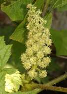 Image de Oplopanax japonicus Nakai