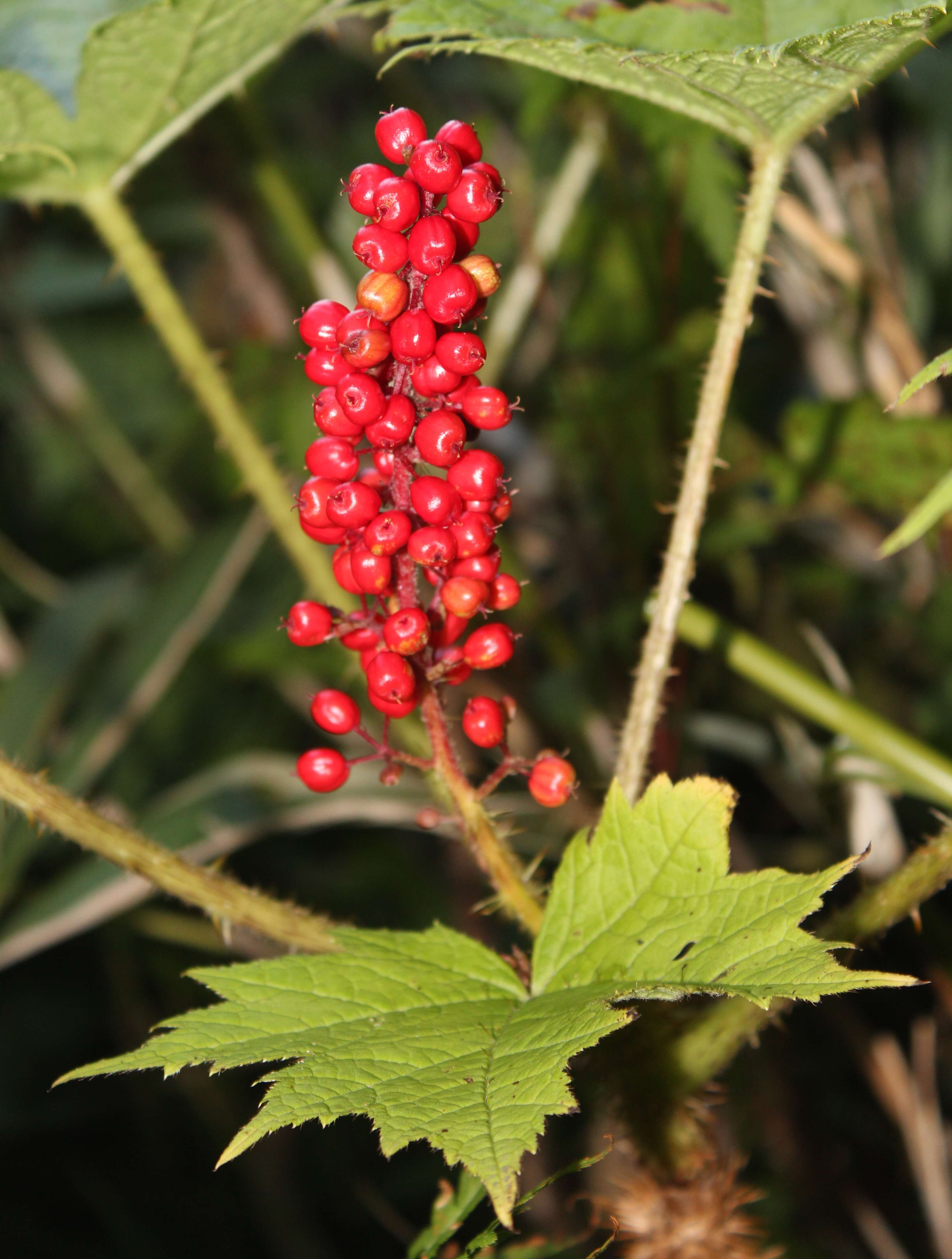 Image de Oplopanax japonicus Nakai