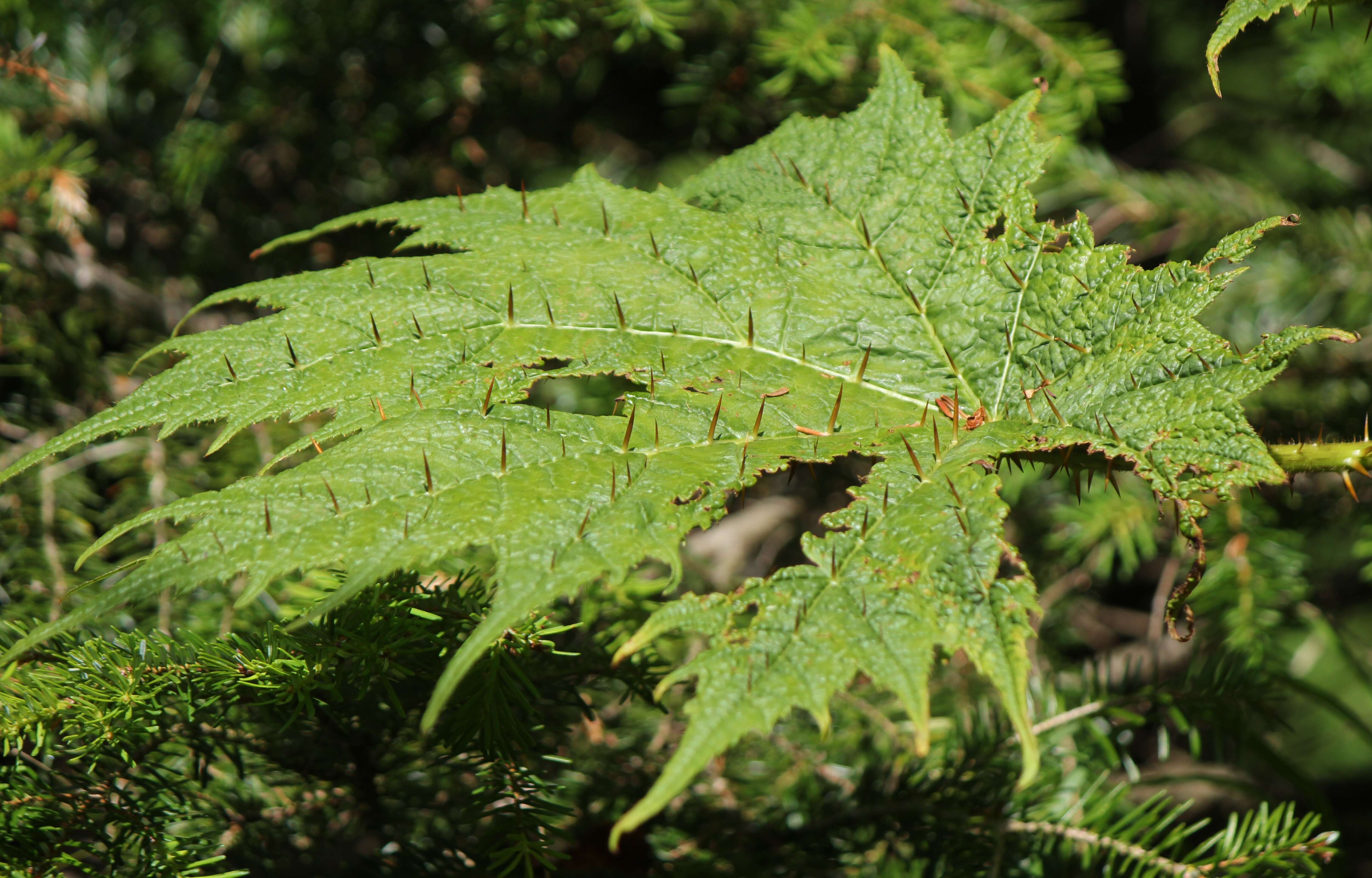 Image de Oplopanax japonicus Nakai