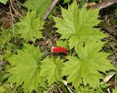 Image de Oplopanax japonicus Nakai