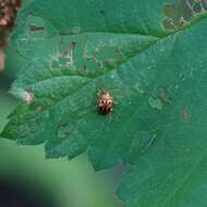 Image de Paria opacicollis J. L. Le Conte 1859