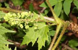 Image de Oplopanax japonicus Nakai