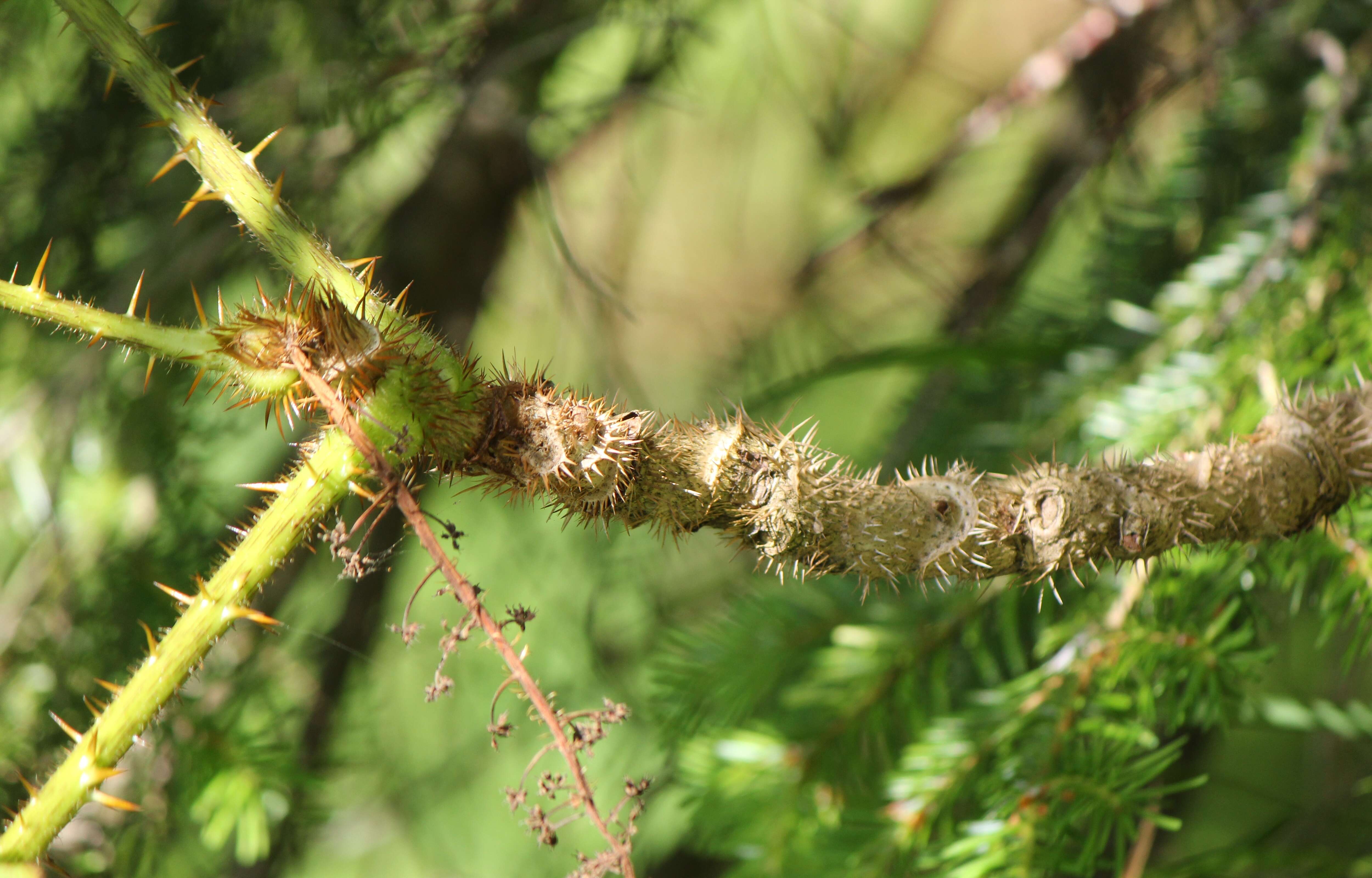 Image de Oplopanax japonicus Nakai