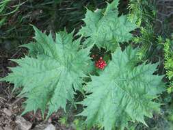 Image de Oplopanax japonicus Nakai