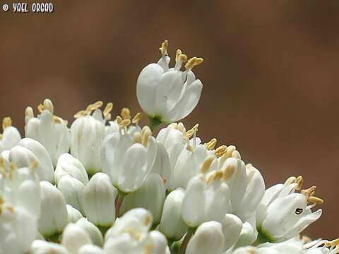 Image of Allium carmeli Boiss.