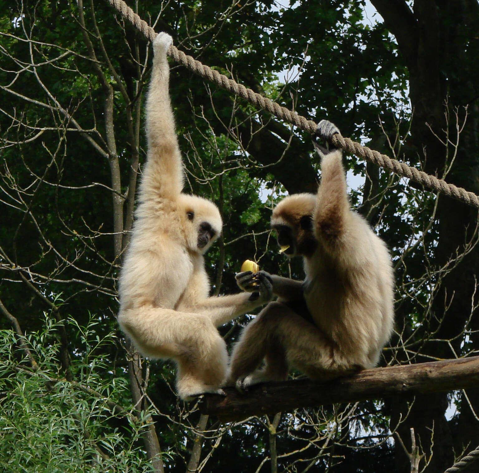 Image of White-handed Gibbon