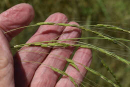 Imagem de Oryza australiensis Domin