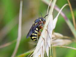 صورة Dianthidium texanum (Cresson 1878)