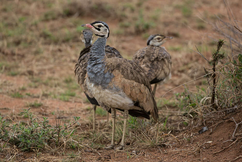 Imagem de Eupodotis senegalensis (Vieillot 1821)