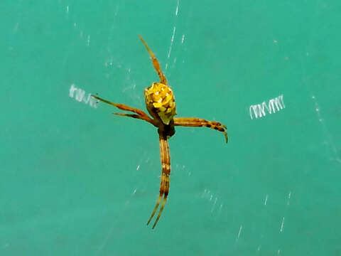 Imagem de Argiope anasuja Thorell 1887