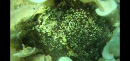 Image of green boring sponge