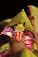 Image of Bulbophyllum bicoloratum Schltr.