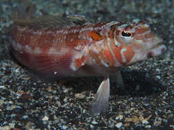 Image of Grub fish